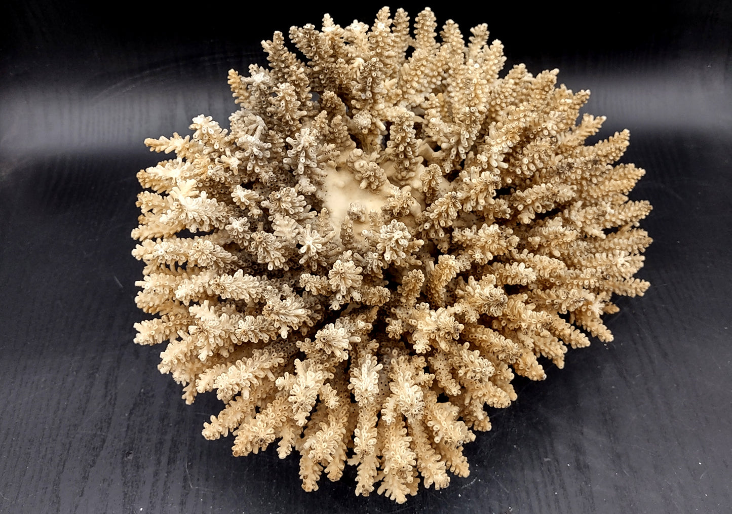 Image of Off White Natural Table Coral Large Cluster Acropora Latistella (1 coral approx. 12L x 7H x 9D inches) Copyright 2024 SeashellSupply.com