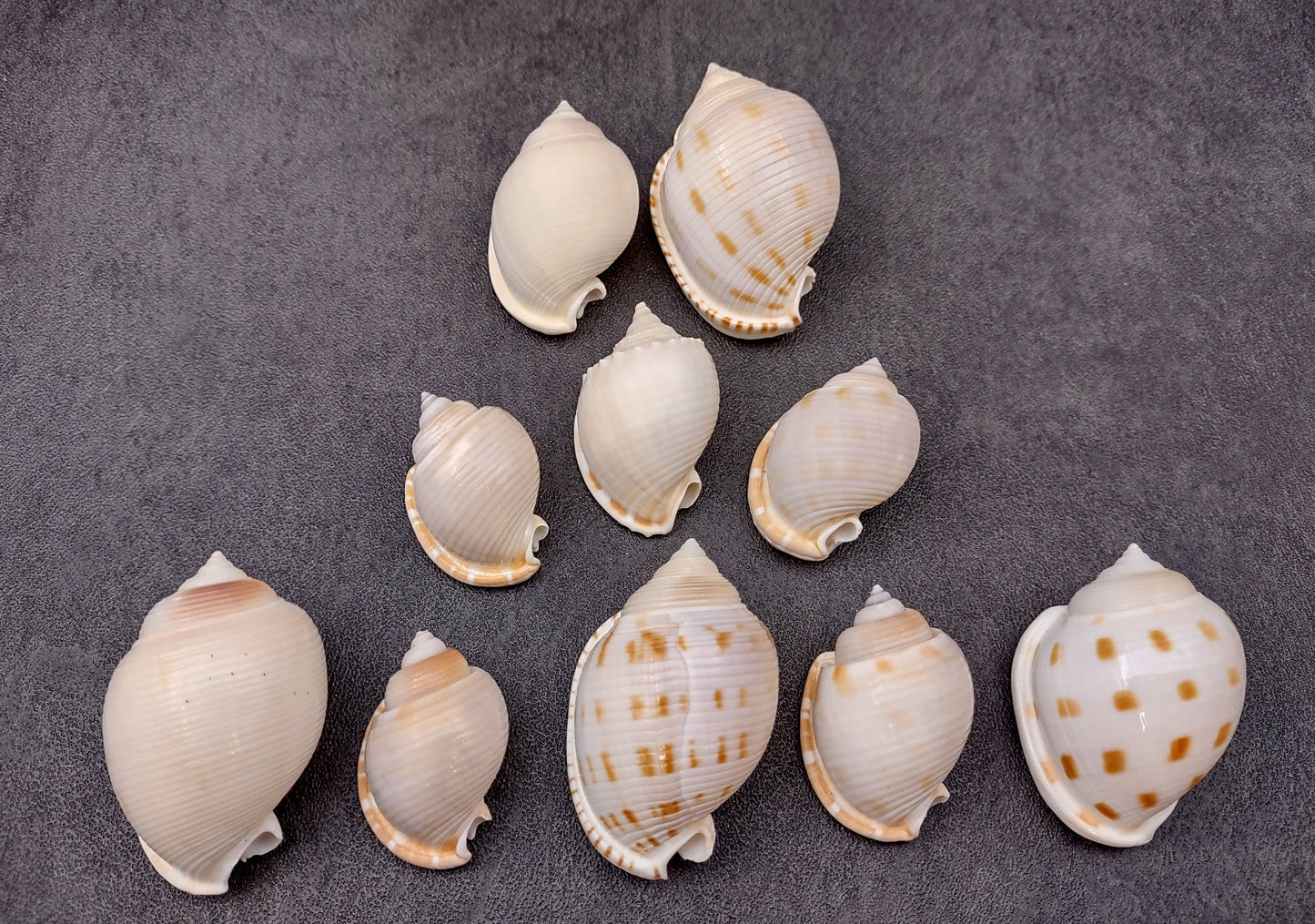 Japanese Bonnet Seashells India Phalium Bisulcatum (10 shells approx. 1.5+ inches) Adorable shells for any coastal collection or display!
