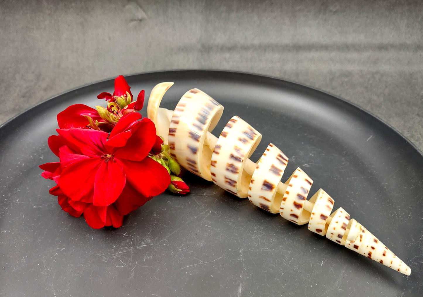 Spiral Cut Marlinspike Auger (4-5 inches) - Terebra Maculata. One white, black, and tan spiral shell with cut outs following the spiral but also showing the main mast. Copyright 2024 SeaShellSupply.com.