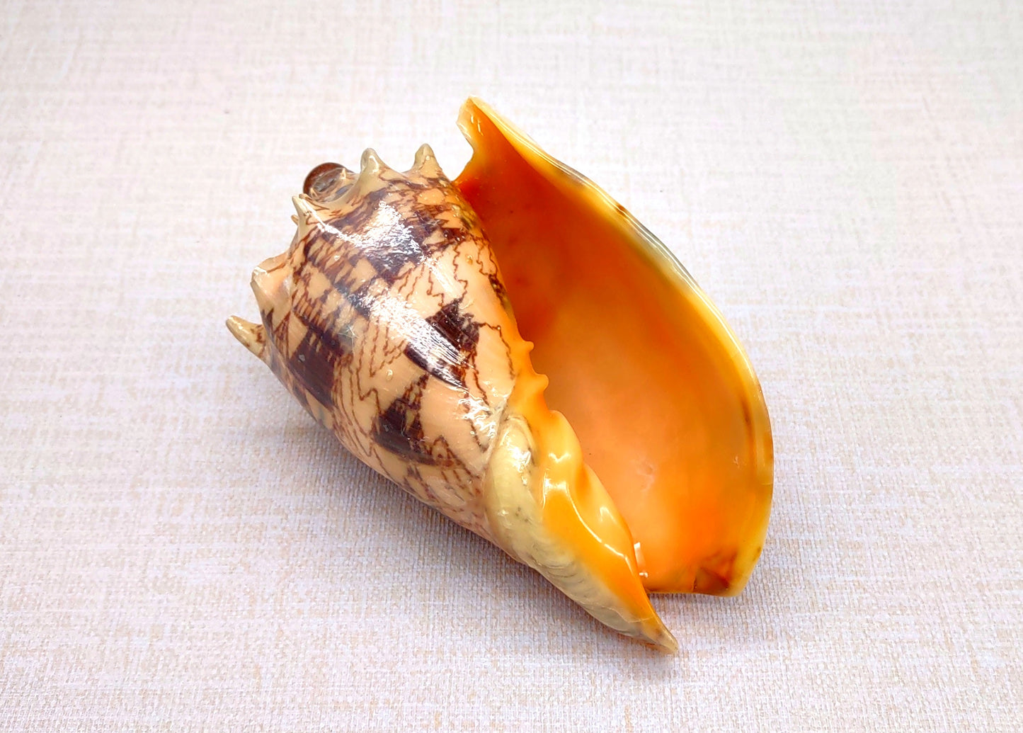 Imperial Volute Seashell Voluta Imperialis (1 shell approx. 5+ inches) Great shells for coastal crafting decor & collections!