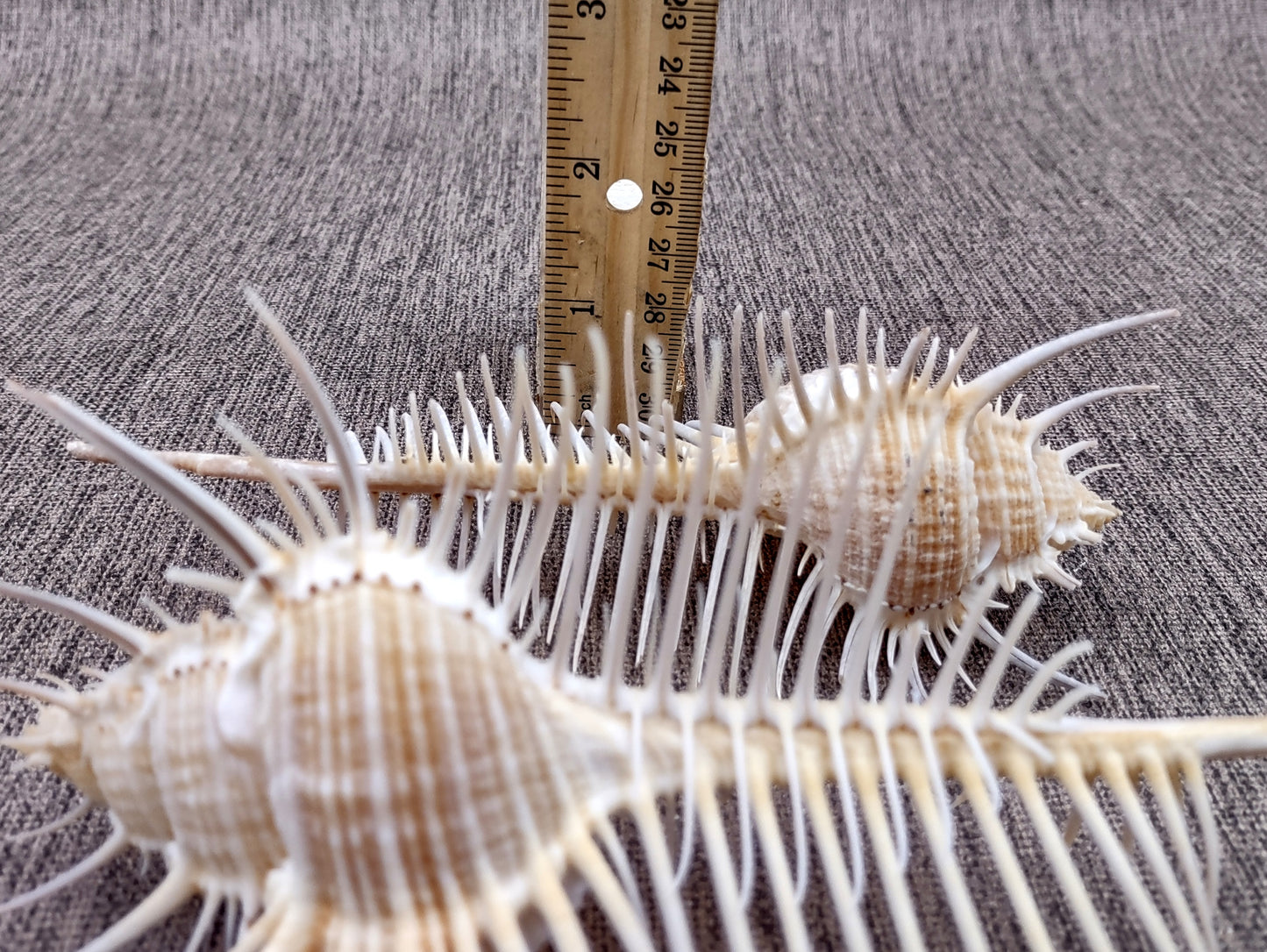 Murex Comb Seashell Murex Pecten (1 shell approx. 6+ inches) Special shells for coastal crafting décor & collections!
