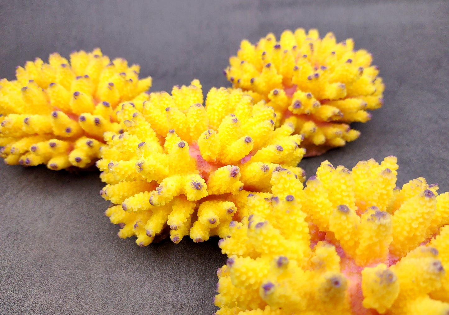 Yellow FAUX Finger Staghorn Coral Acropora Humilis (1 FAKE Coral approx. 4Wx3Tx4D) Perfect coral for any coastal display or crafting! Copyright 2024 SeaShellMart.com.