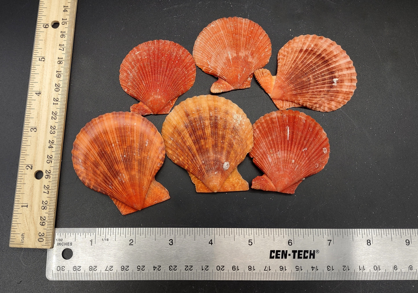 Fire Red Scallop Shell Halves Noble Pecten Nobolis (Approx. quarter pound shells 2+ inches) Red Scallop seashells for arts & crafts!