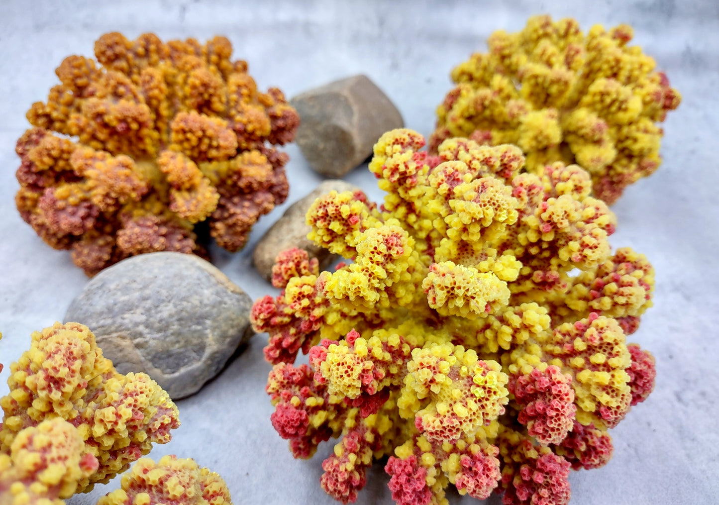 Yellow Rose FAUX Cluster Coral - Pocillopora Elegans - 1 faux coral approx. 5Wx3Dx4T with some dark pink arms on light background Copyright 2022 SeaShellSupply.com.