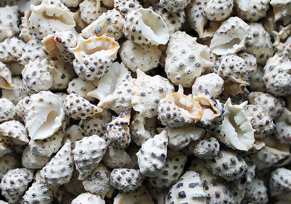 Prickly Pacific Drupa Seashells Drupa Ricinus (approx. 25+ shells 0.5+ inches) Adorable shell for any coastal collection crafting & display!