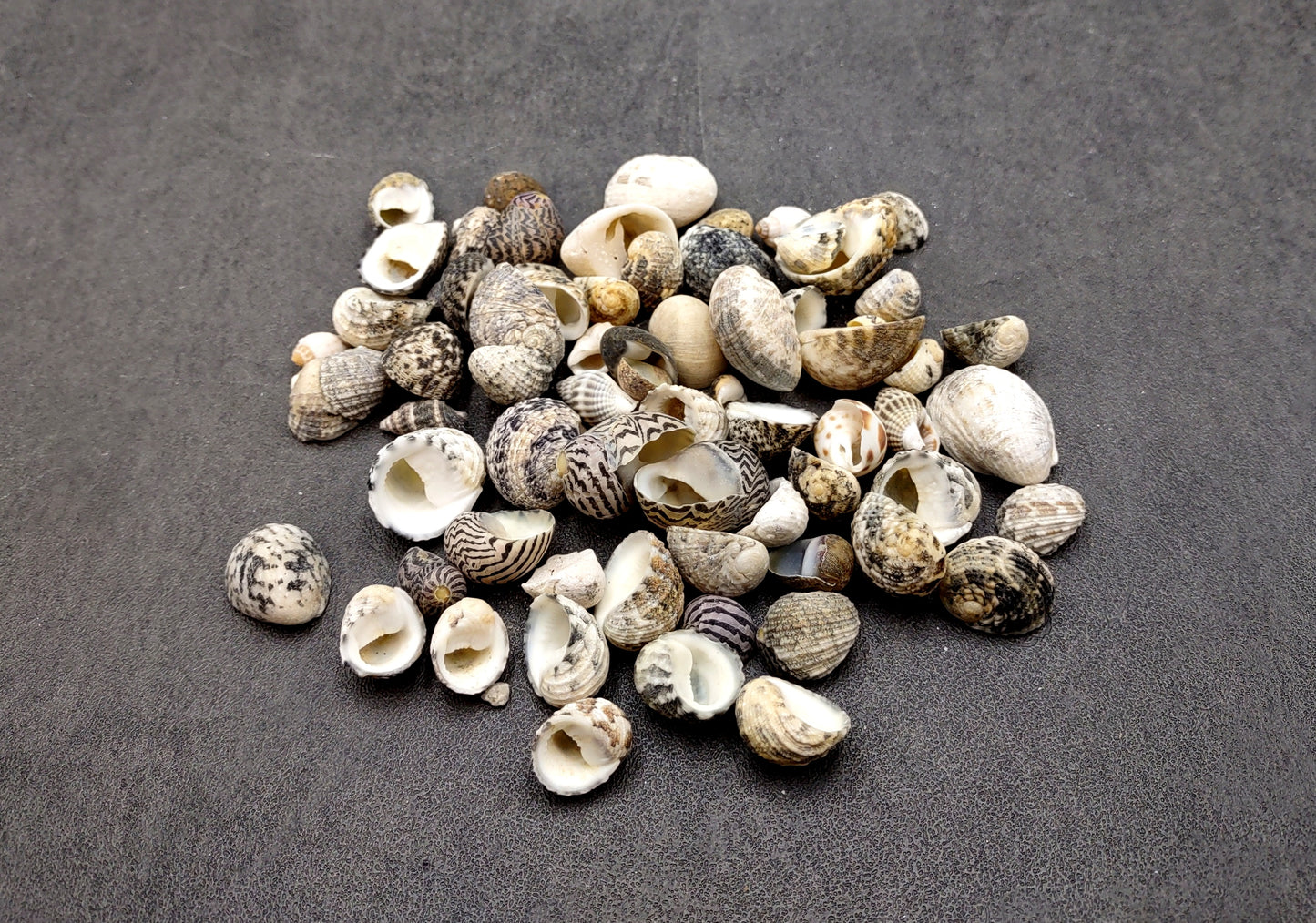 Nerite Seashell Assortment (approx. half cup 45+ shells 0.5+ inch) Great shells for coastal crafting and collections!