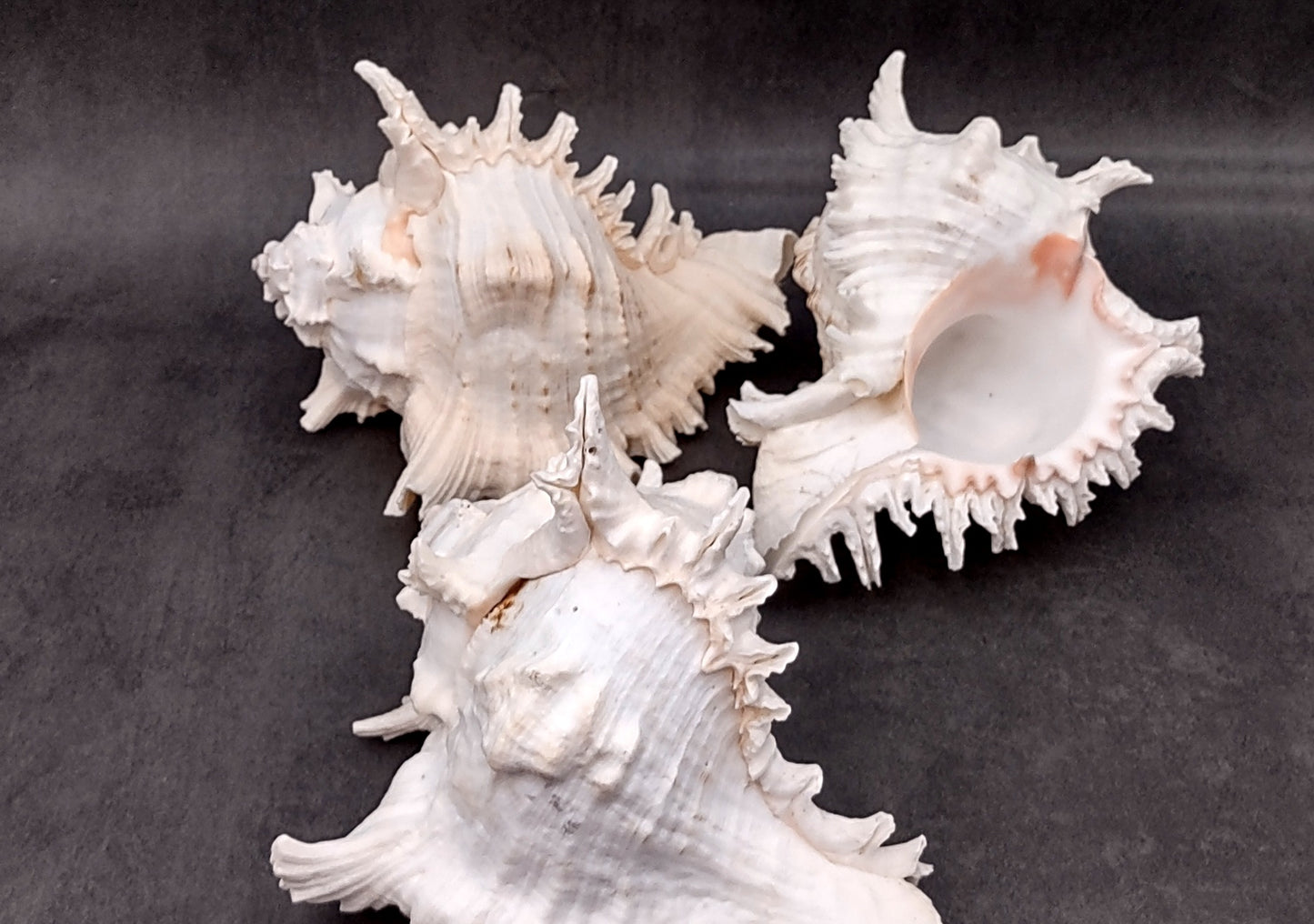 Ramose Murex Seashell Chicoreus Ramosus (1 shell approx. 7+ inches) Great shells for coastal crafting décor & collections!