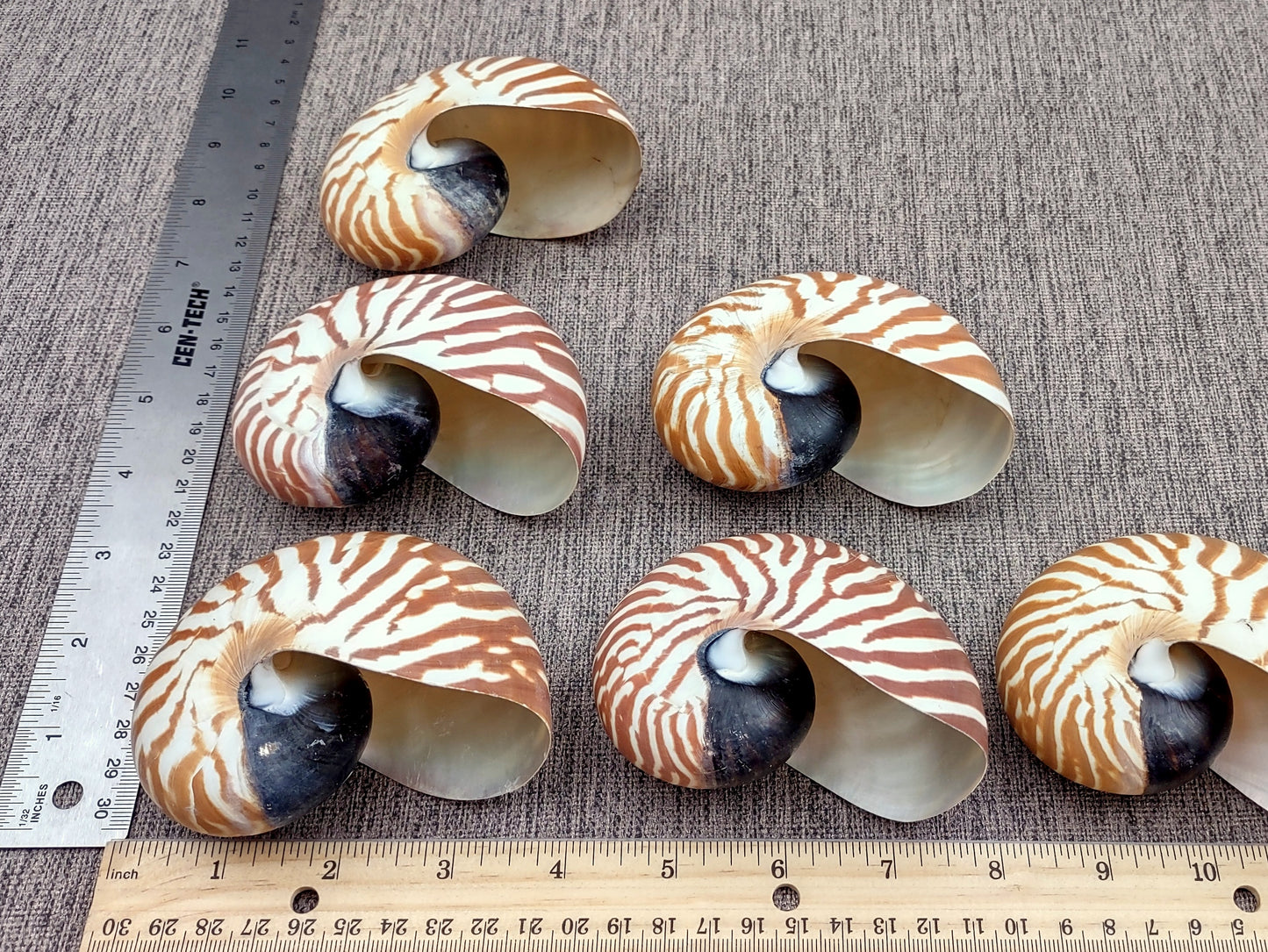 Baby Natural Nautilus Seashell - Nautilus Pompilius - (1 shell approx. 3-4 inches). One white and brown stripped spiral shell. Copyright 2022 SeaShellSupply.com.
