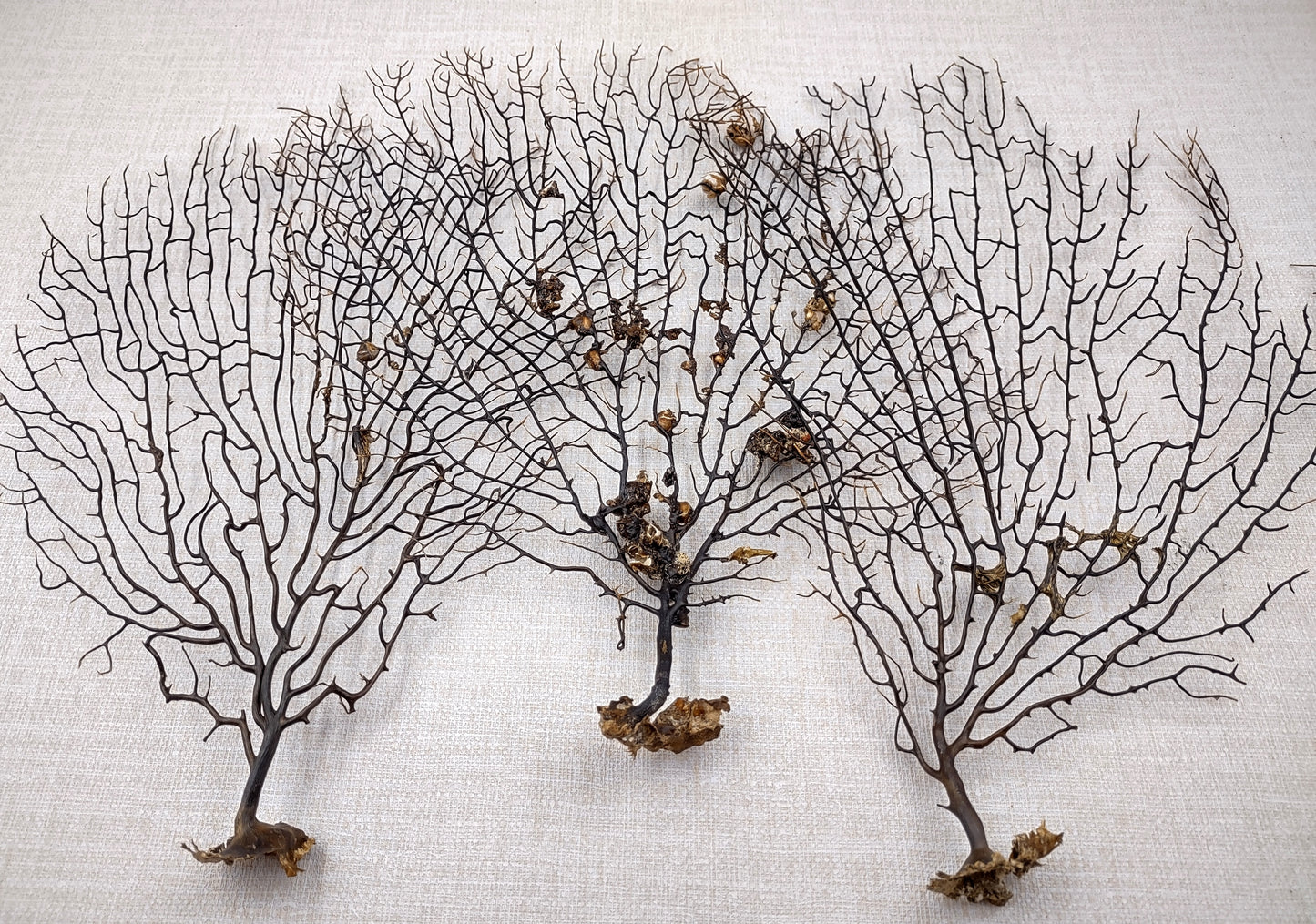Black Sea Fan Corals Dried Gorgonia Ventalina (1 fan approx. 10+ inches