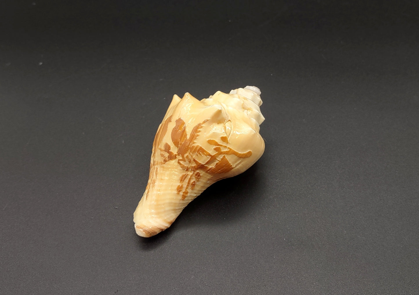 Carved Conch Shell Love Birds (1 shell approx. 3+ inches) Conch shells for coastal crafting display & collecting!