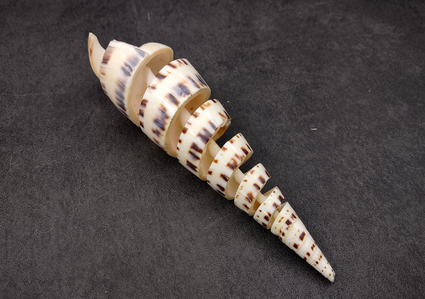 Spiral Cut Marlinspike Auger (4-5 inches) - Terebra Maculata. One white, black, and tan spiral shell with cut outs following the spiral but also showing the main mast. Copyright 2024 SeaShellSupply.com.