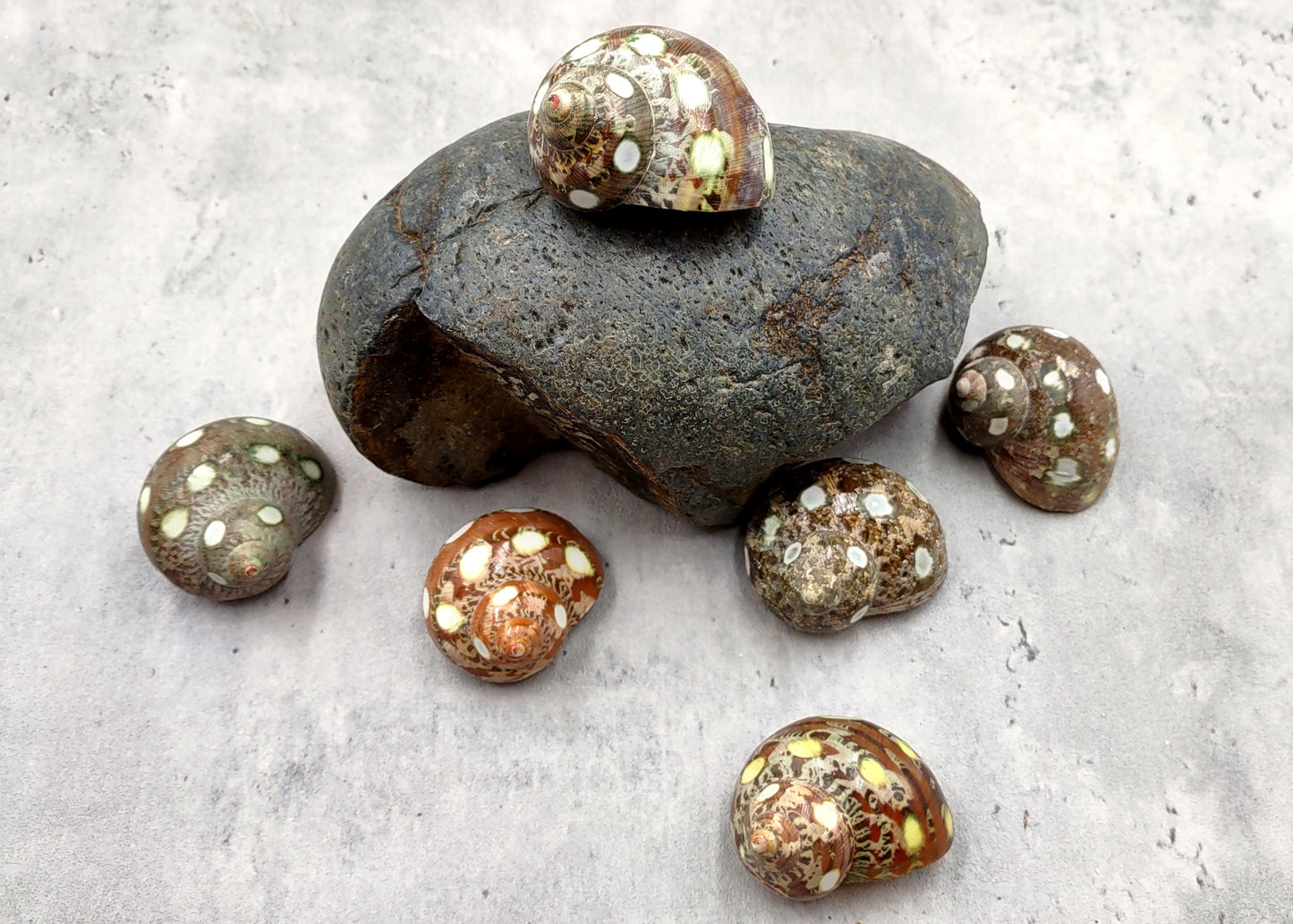 Spotted Turbo Seashells Turbo Petholatus (2 shells approx. 2+ inches) Neat shells for coastal crafting decor & collections!