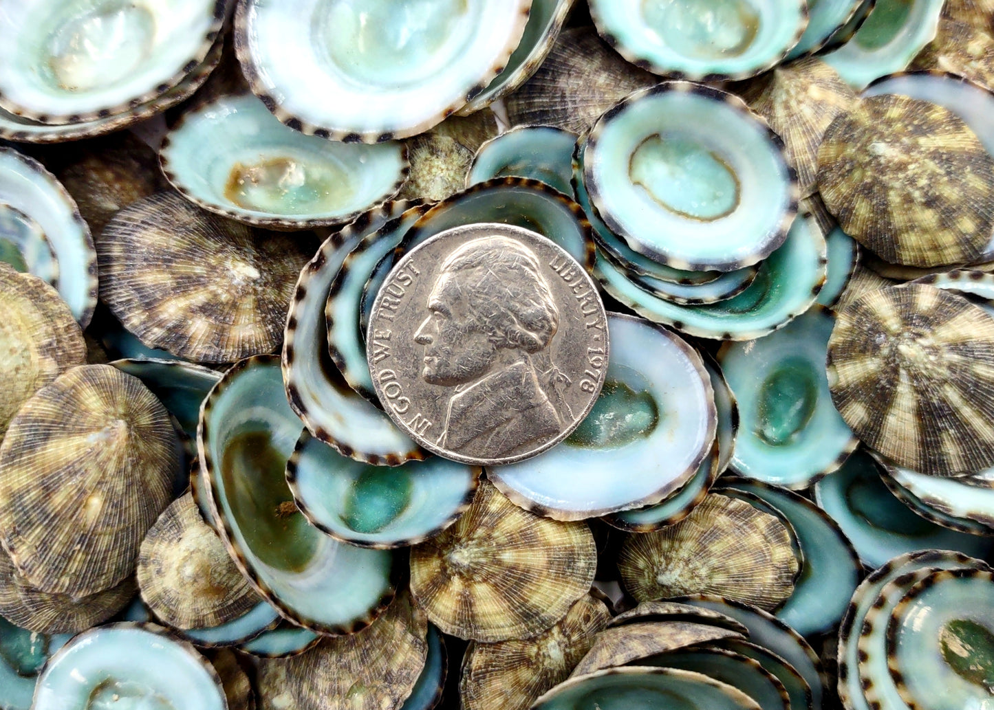 Green Limpet Seashells Sutorria Mesoleuca (1 cup approx. 240+ shells 0.5+ inches) Small Green Limpet Shells for arts crafts & jewelry!