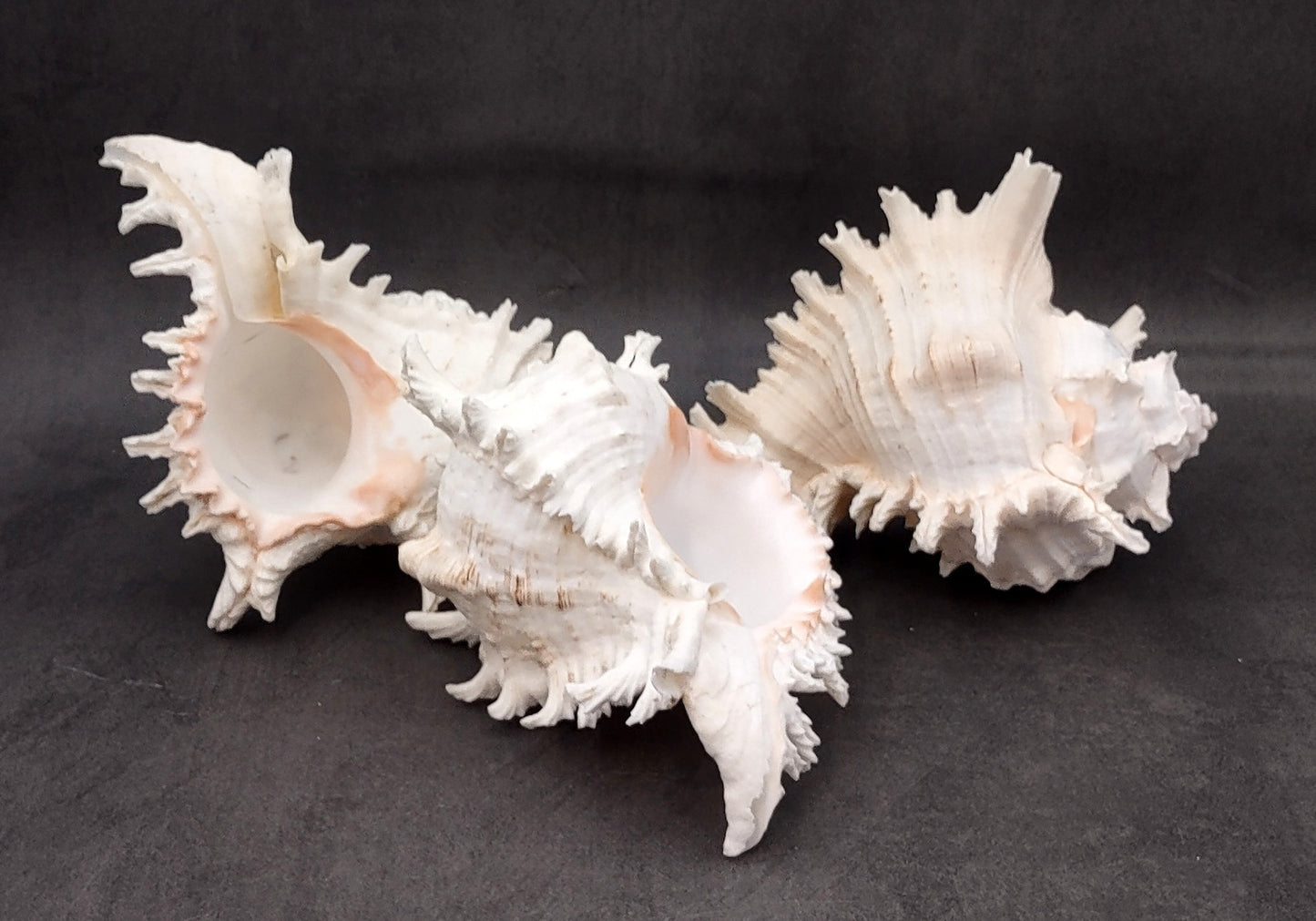 Ramose Murex Seashell Chicoreus Ramosus (1 shell approx. 7+ inches) Great shells for coastal crafting décor & collections!