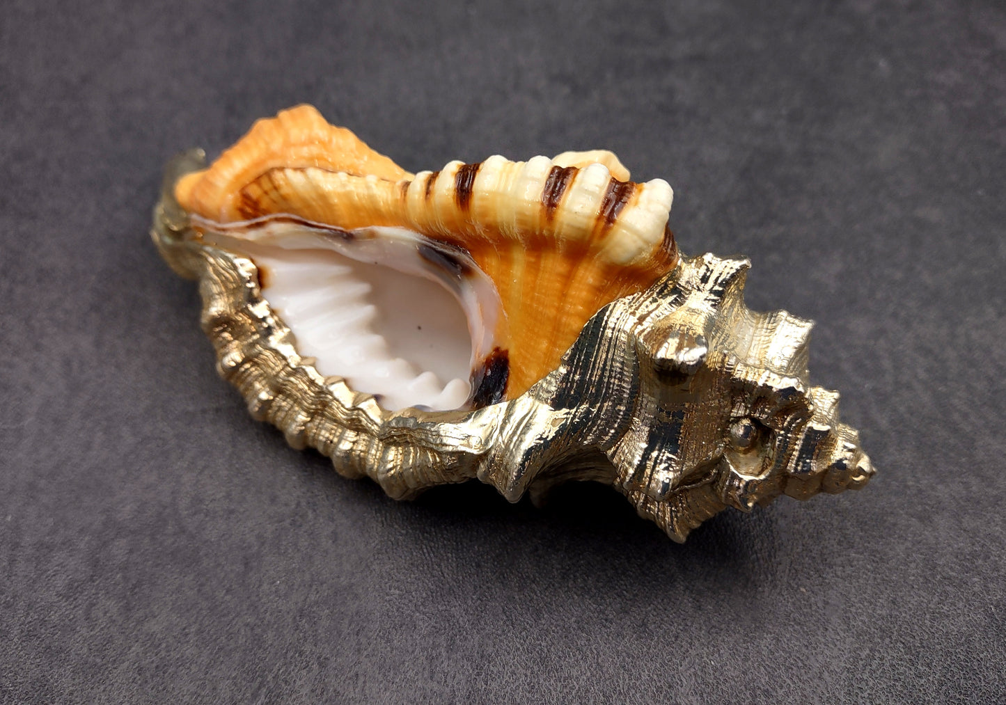 Silver-Plated Black Spotted Triton - Cymatium Latorium - (1 Shell approx. 3-5 inches) Real Triton shell decorated with silver decorative retro art deco! TE-704 Copyright 2024 SeaShellSupply.com