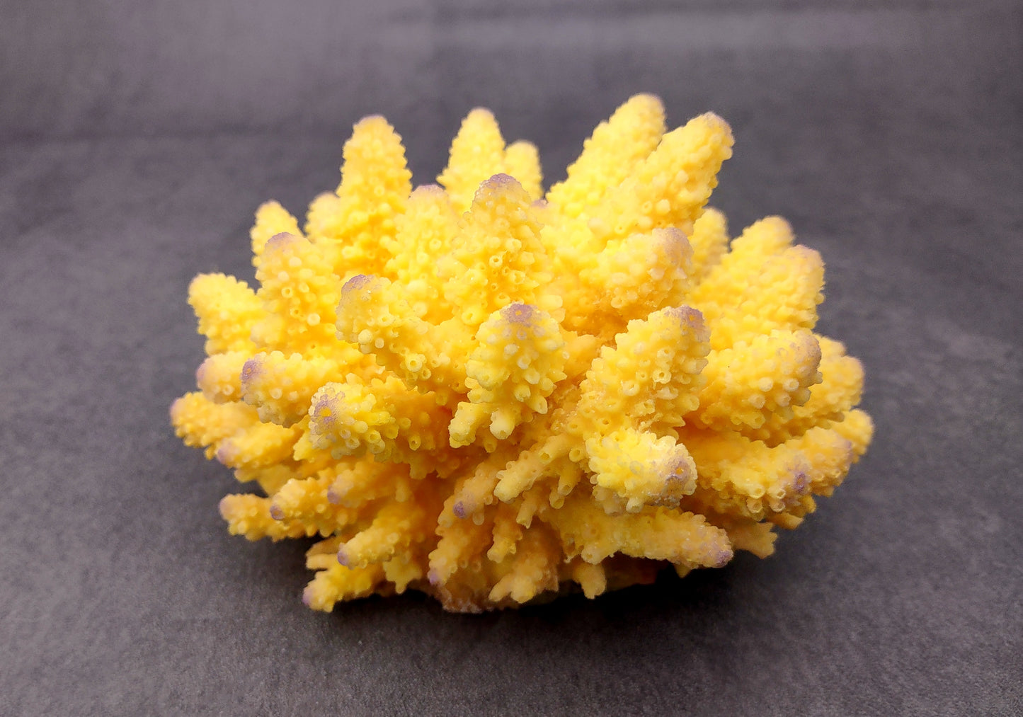 Yellow FAUX Finger Coral - Acropora Humilis - (1 FAUX Coral approx. 5.5Wx3.5Tx5D inches) on grey background. Copyright 2024 SeaShellSupply.com.