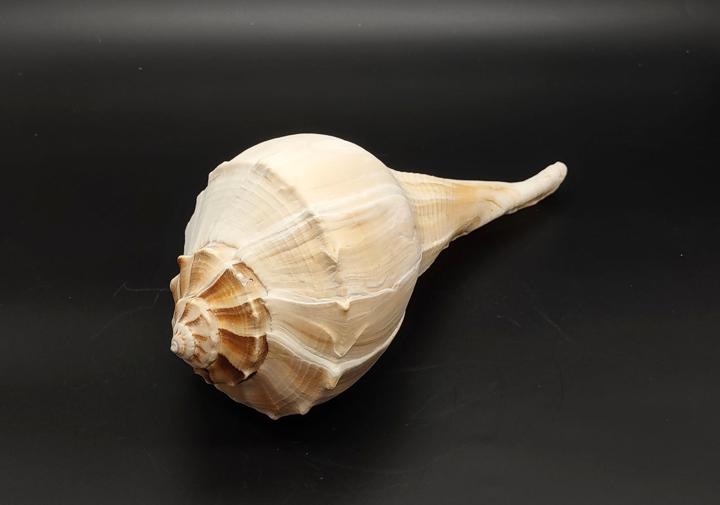 Left Handed Lightning Whelk Busycon Contrarium (1 shell approx. 10+ inches) Large shells for coastal crafting décor & collections!