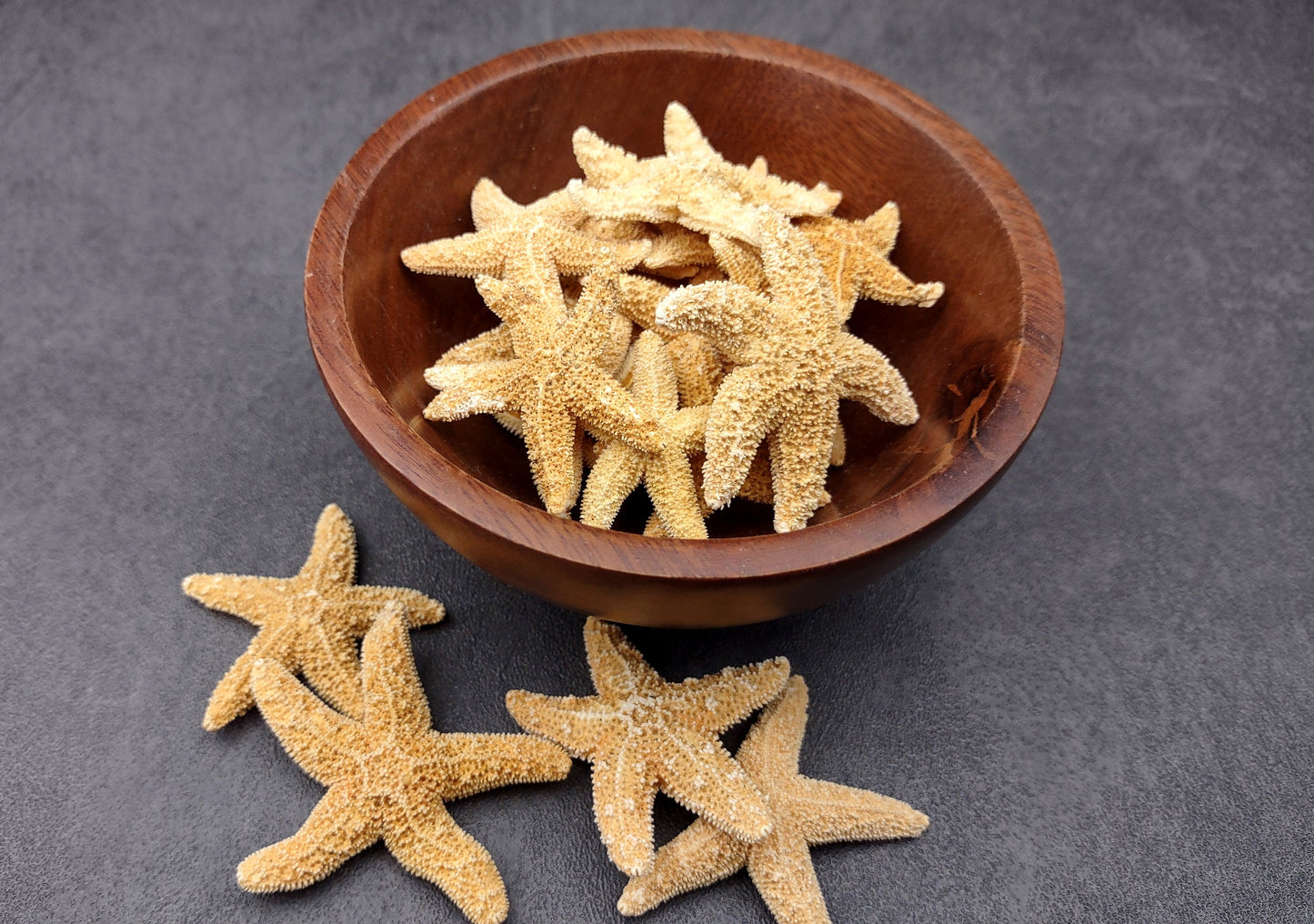 Photo of several beige Sugar Starfish - Piaster Ochraceus. (.75-1.5 inches) Copyright 2024 Seashellsupply.com