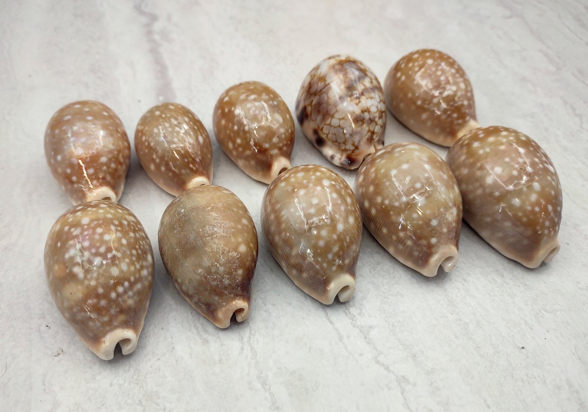 Calf Cowrie Shells - Cypraea Vitellus - (4 shells approx. 2 inches). multiple tan and white spotted shells with teal stripe in pile. Copyright 2022 SeaShellSupply.com.