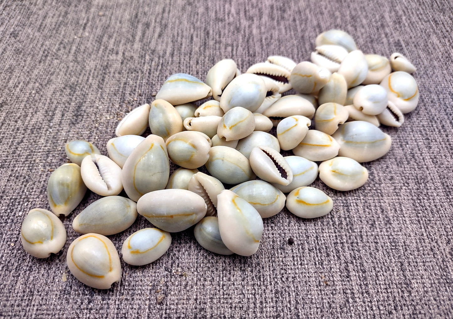 Ring Top Cowrie Seashells - Cypraea Annulus - (approx. 40-50 shells .5-.75 inches) Orange and tan ombre shells in pile. Copyright 2024 SeaShellSupply.com.