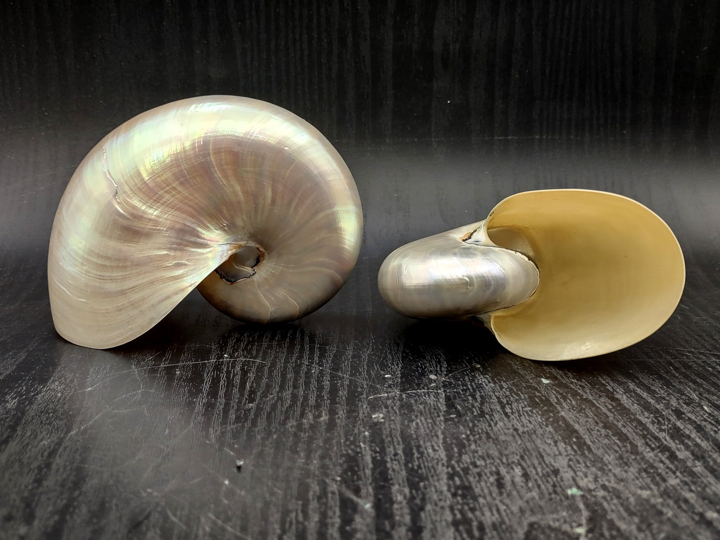 Baby Pearl Nautilus Seashell (4-5") - Nautilus Pompilius