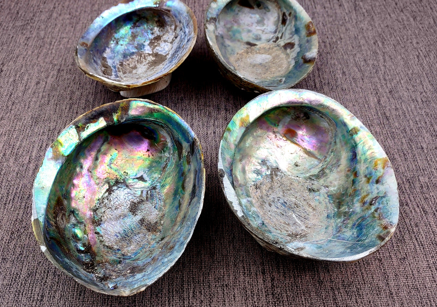 Paua Abalone Seashell Dish with Stand (1 shell approx. 5-5.5+ inches) Copyright 2024 SeashellSupply.com