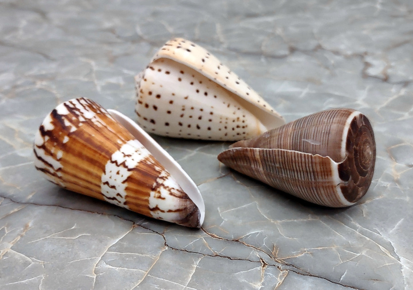 Large Cone Seashell Assortment (3 shells approx. 2.5+ inches) Assortment of Cone shells to add to collections displays & crafting!