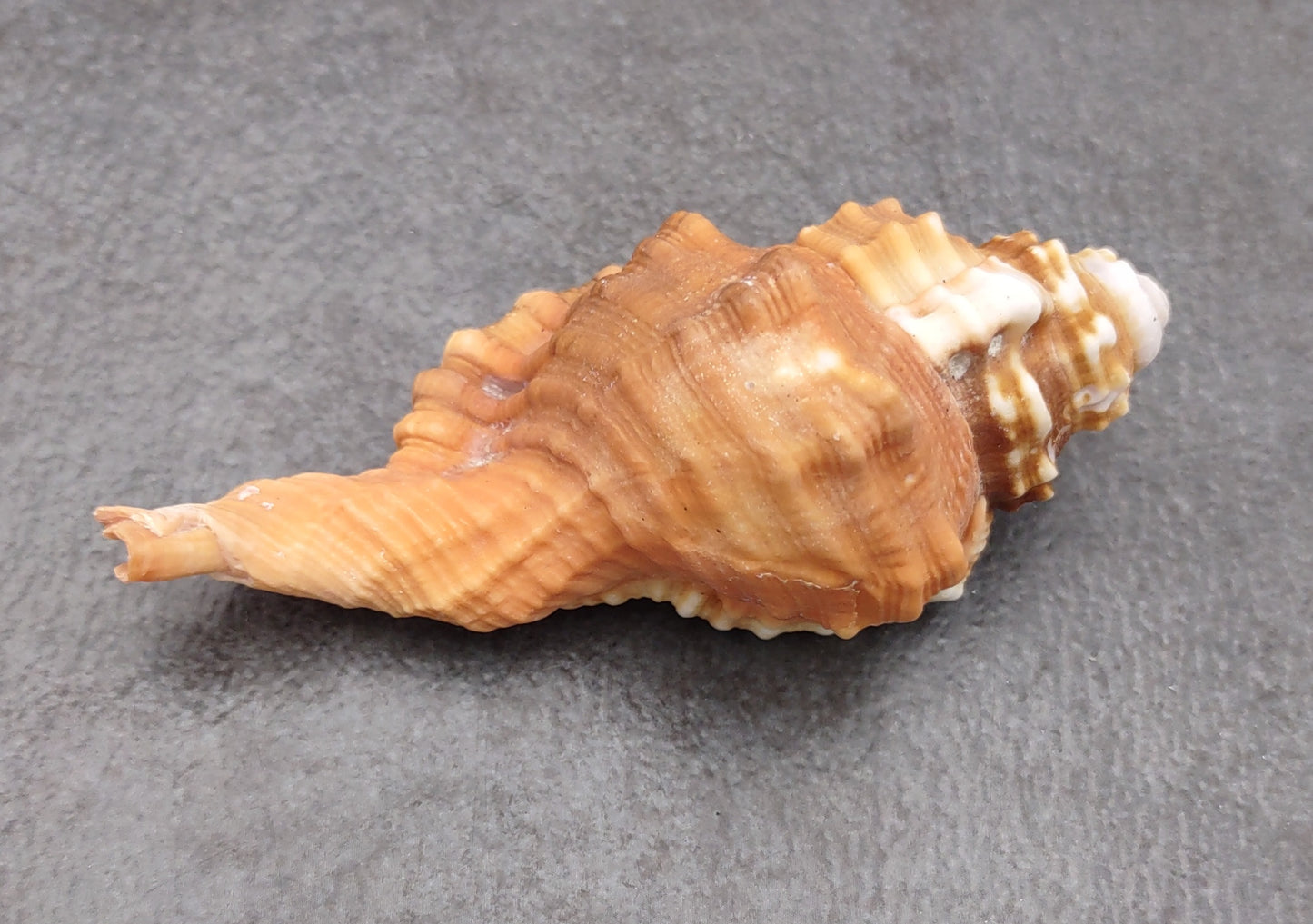 Pear Triton Seashell (3-3.5 inches) - Cymatium Pyrum. Two orange and red shells showing the top and bottom angles. Copyright 2022 SeaShellSupply.com.