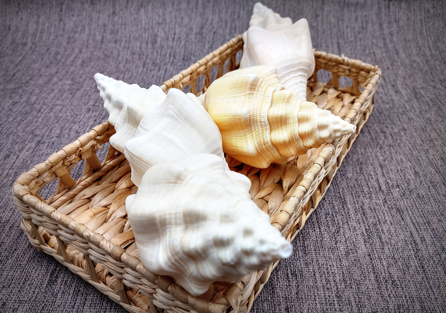 West Indian Chank - Turbinella Angulata - (1 shell 5-6 inches). White ribbed spiral shells, one shell shows the opening and one showing the textured side. Copyright 2024 SeaShellSupply.com.