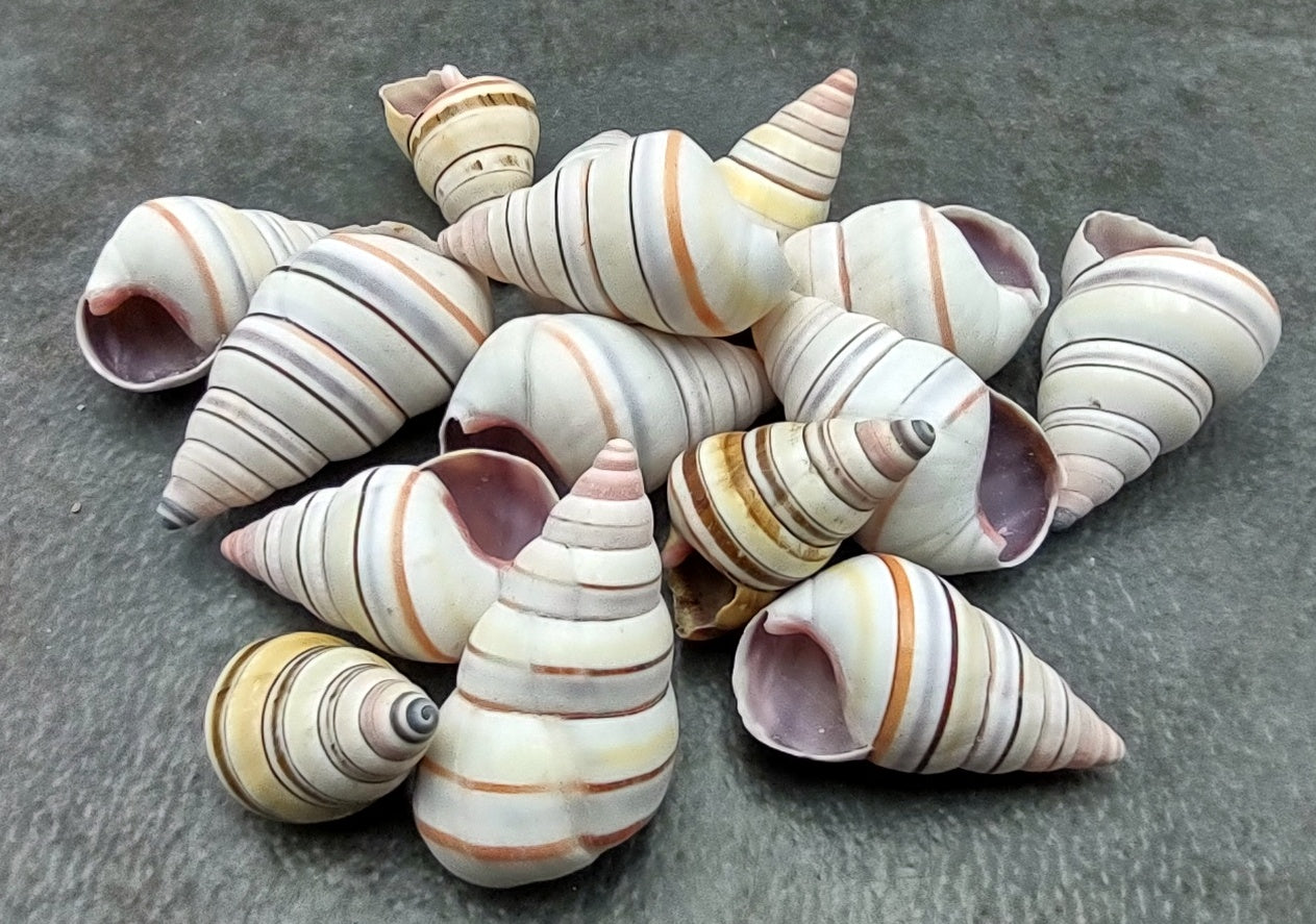 Candy Cane Landsnail (5 pcs.) - (1-1.5 inches) - Linguus Virgineus. Multiple brightly colored striped spiral shells. Copyright 2022 SeaShellSupply.com.