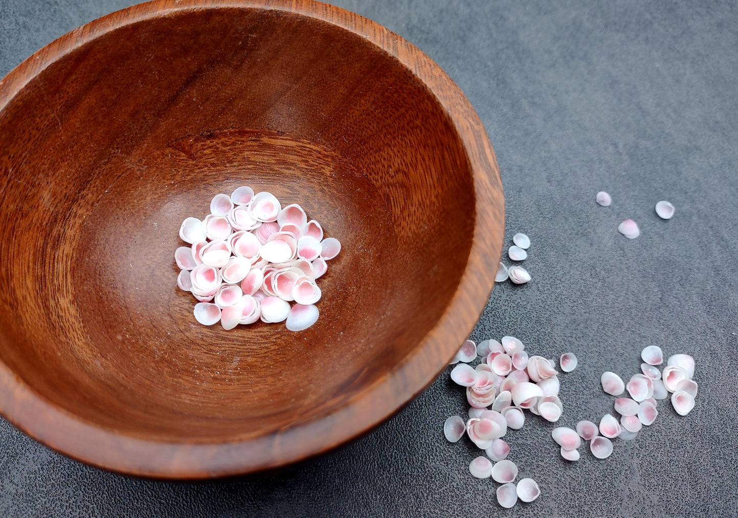 Light Pink Tellin Seashell Rose Petal Halves (approx. 0.25 cup 70+ shells 0.15+ inches) Rose Pink White Shells for crafts & art projects. Copyright 2024 SeashellSupply.com