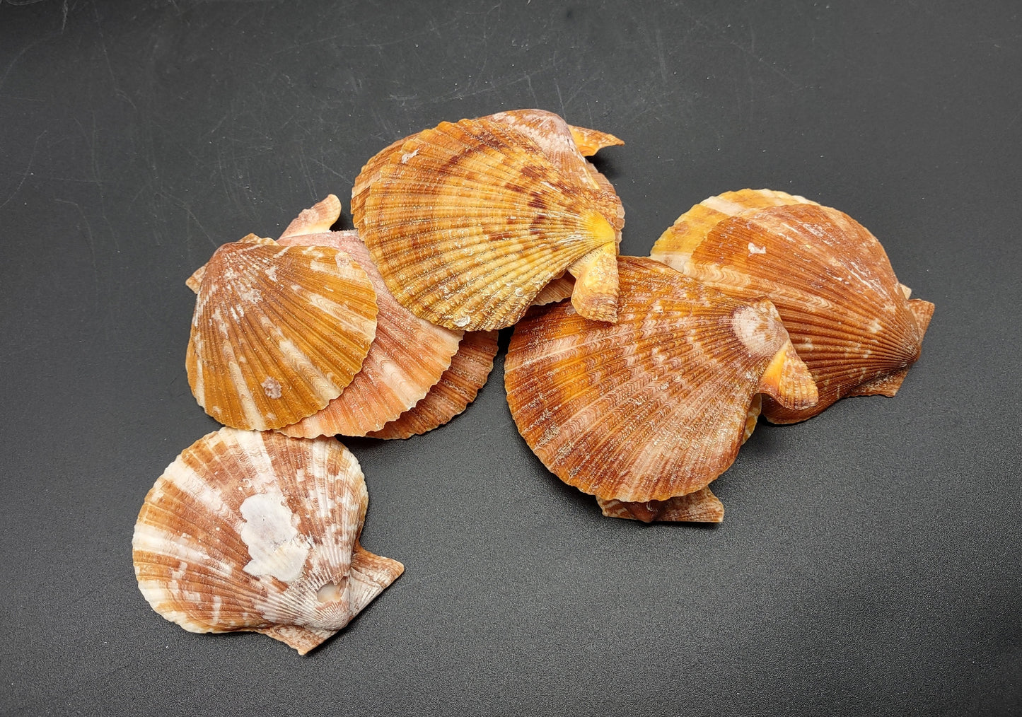 Tawny Brown Scallop Noble Pectin Halves Pecten Nobolis (Approx. quarter pound shells 2+ inches) Great shells for coastal arts & crafts!