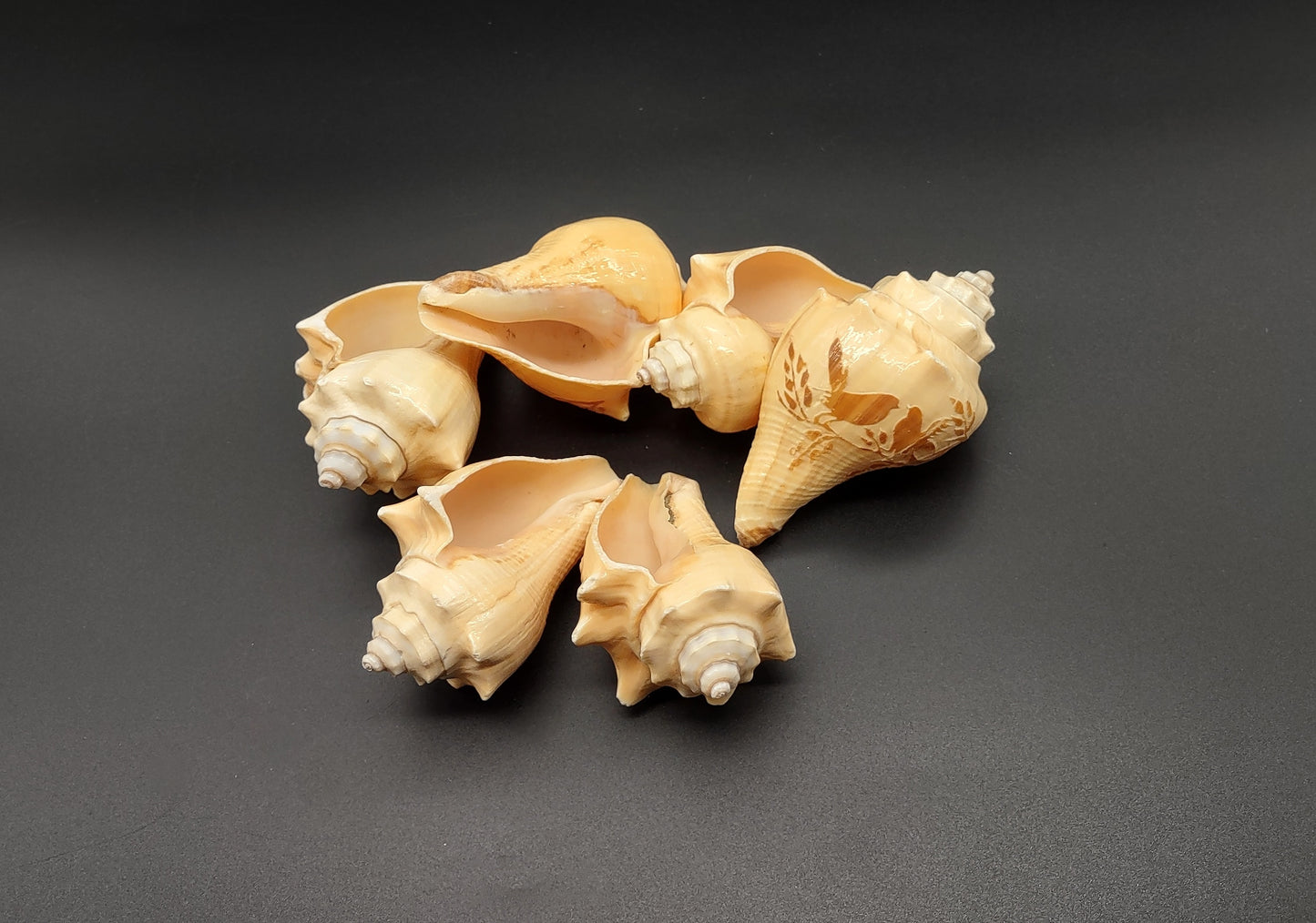 Carved Conch Shell Love Birds (1 shell approx. 3+ inches) Conch shells for coastal crafting display & collecting!