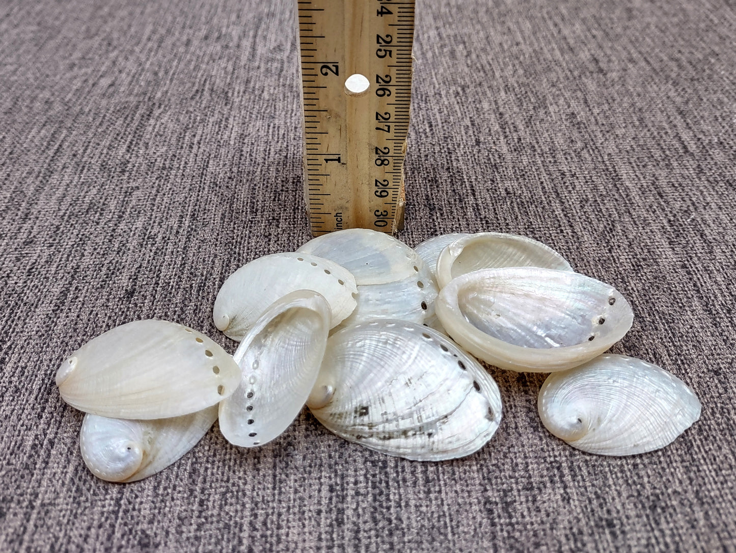 Pearlized Abalone Seashell (10 shells approx. 1-1.5 inches). multiple sand colored shells in pile. Copyright 2022 SeaShellSupply.com.