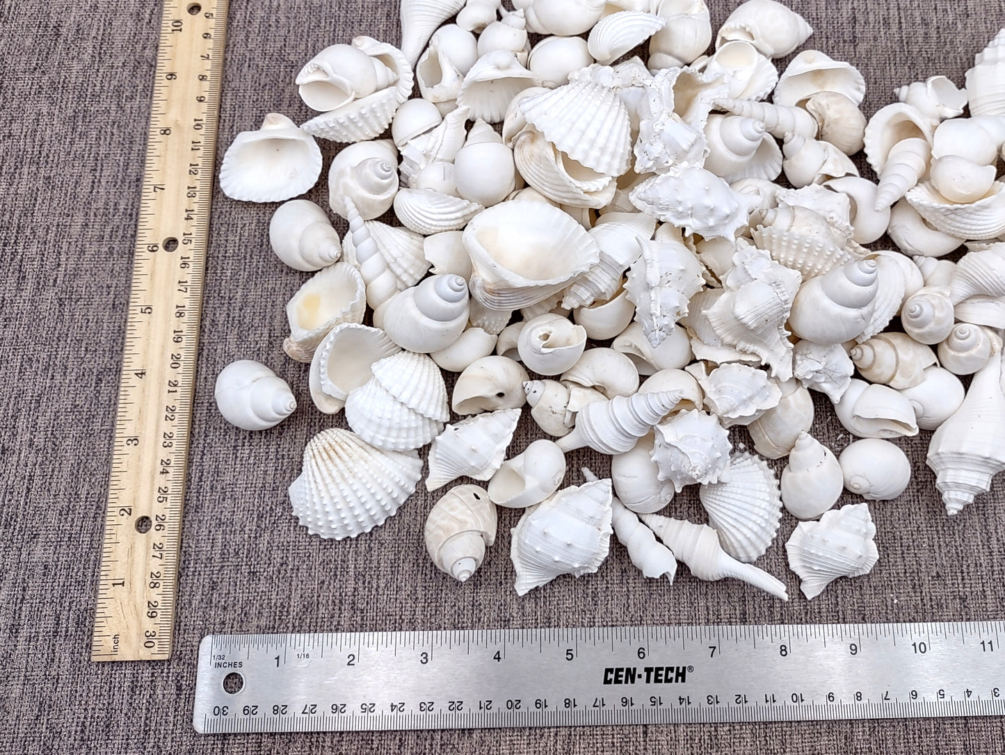 One Kilo (2.2 lbs.) White Seashell Mix