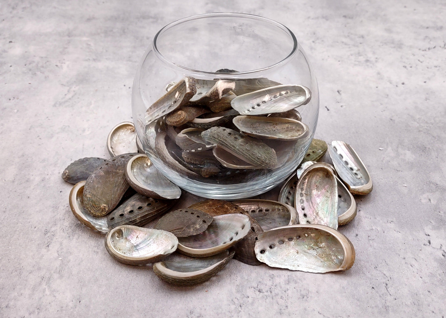 Natural Mule Ear Abalone Seashell Haliotis Asiana (10 shells approx. 1.5+ inches) Brown Green Silver Shells for crafts arts & jewelry!