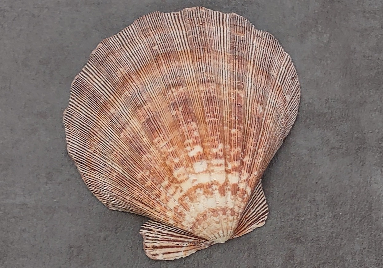 Noble Scallop Seashells - Pecten Nobilis - (10 shells approx. 1.5-2 inches)