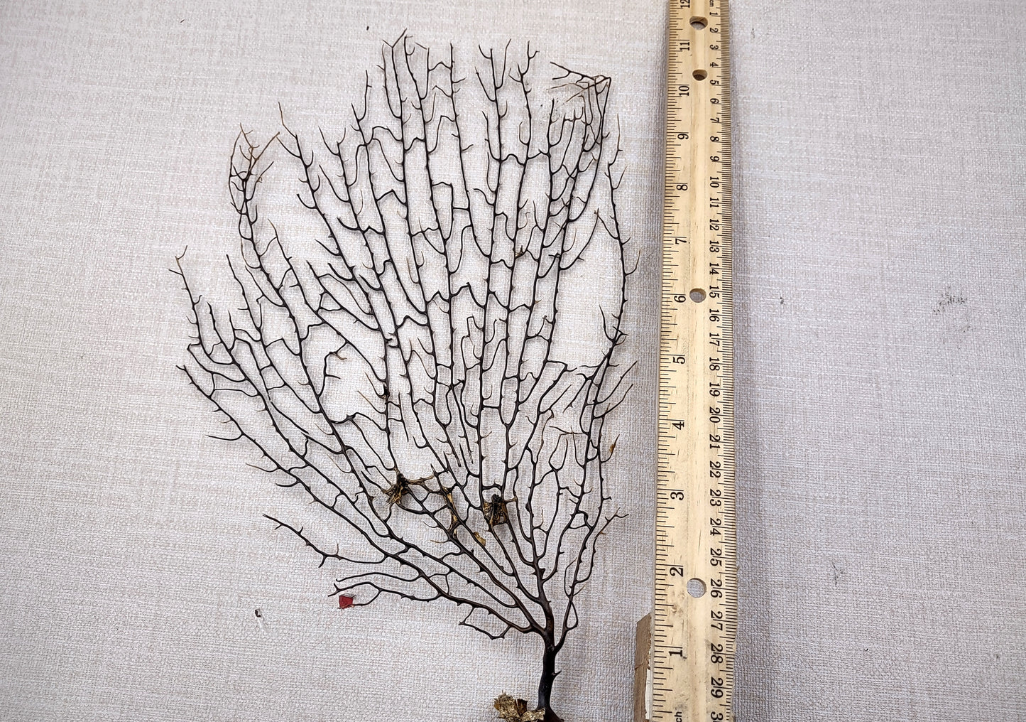 Black Sea Fan Corals Dried Gorgonia Ventalina (1 fan approx. 10+ inches