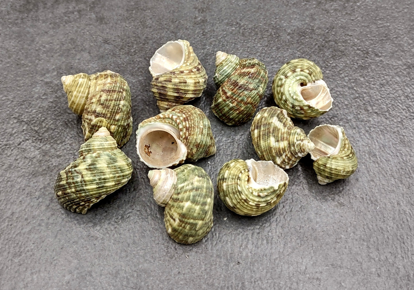 Jade Green Turbo Seashells - Turbo Brunneus - (10 shells approx. 1-2 inches). Pile of multiple shaded spiral turquoise shells. Copyright 2022 SeaShellSupply.com.