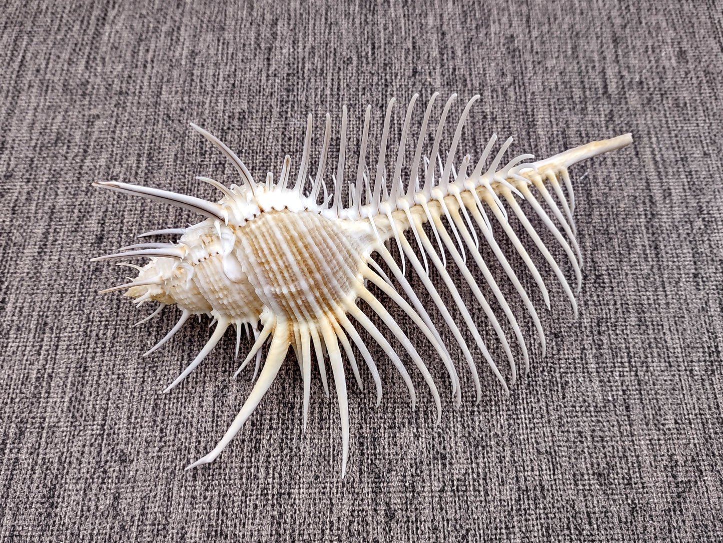Murex Comb Seashell Murex Pecten (1 shell approx. 6+ inches) Special shells for coastal crafting décor & collections!