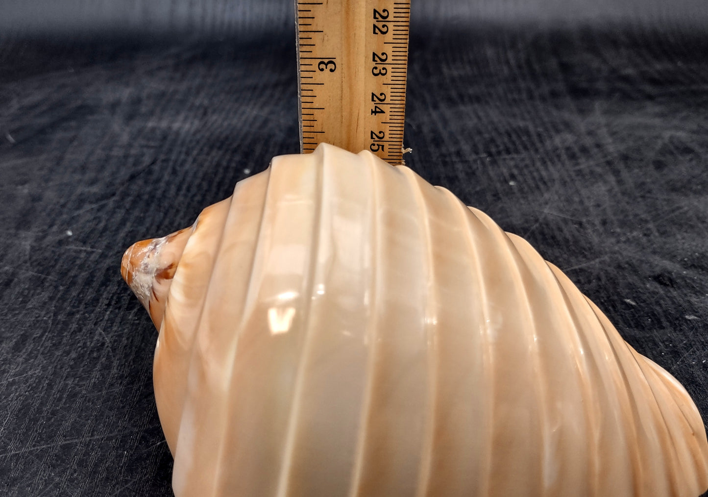 Noble Volute - Banded/Polished - Voluta Nobilis - (1 shell approx. 5.5 inches). Deeply ribbed cream colored shells. Copyright 2024 SeaShellSupply.com