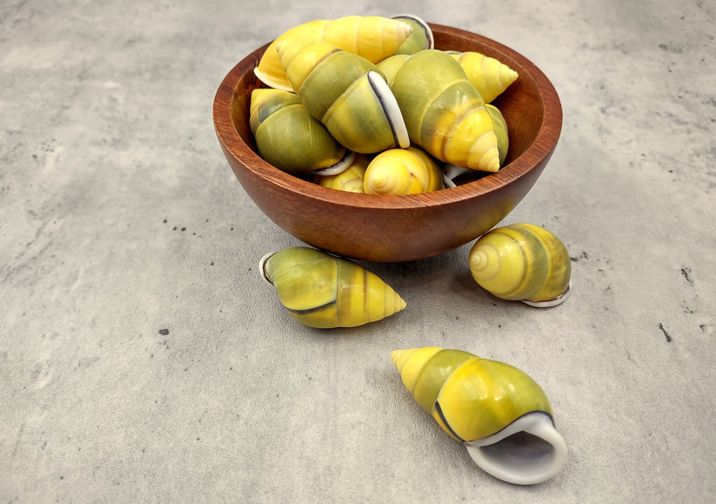 Yellow Land Snail Shells Amphidromus Sowerbyi (3 shells approx. 1.5+ inches). Three yellow and green spiral striped snail shells with white opening. Copyright 2022 SeaShellSupply.com.