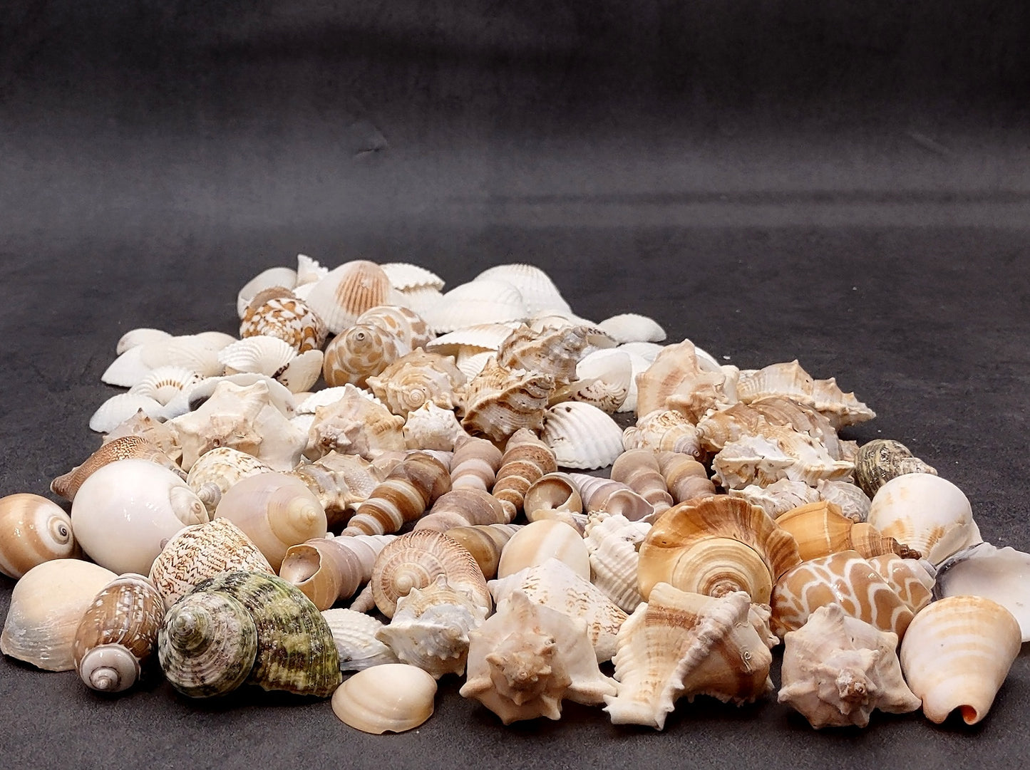 Medium Seashell Assorted Ocean Mix (Approx. 1 kilogram shells 1-2+ inches) Mixed Medium Shell Assortment for coastal crafting & decorations!