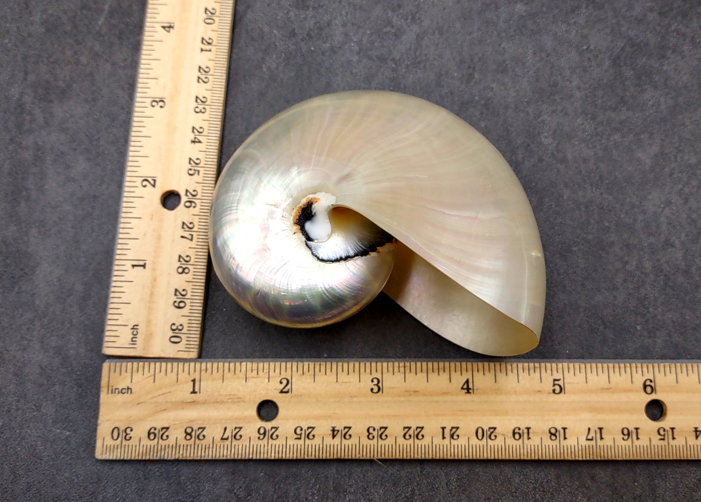 Pearlized Nautilus Seashell Polished Nautilus Pompilius (1 shell approx. 3+ inches) Pearlized Nautilus Shell for display decor & collecting!