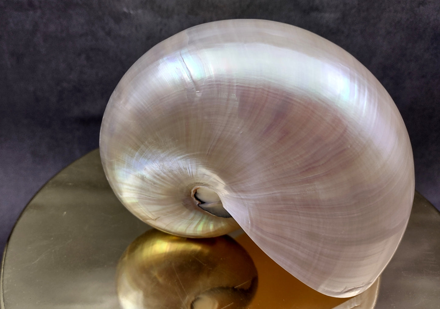 Pearl Nautilus Seashell (6-7") - Nautilus Pompilius