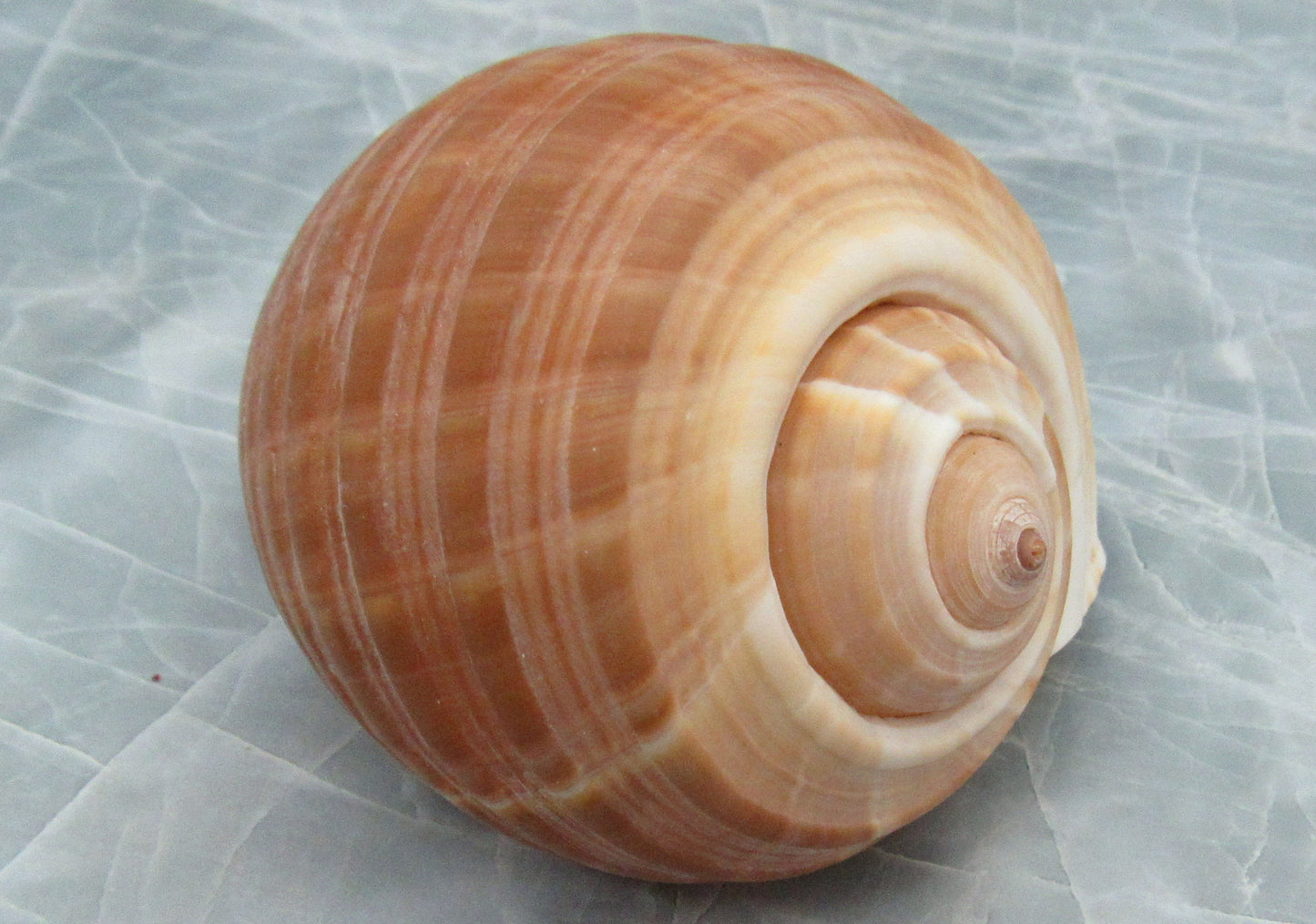 Large Tun Seashell - Tonna Oleria - (1 shell approx. 5-6 inches). A spiral shell with a multi shaded brown design on the shell. Copyright 2022 SeaShellSupply.com.