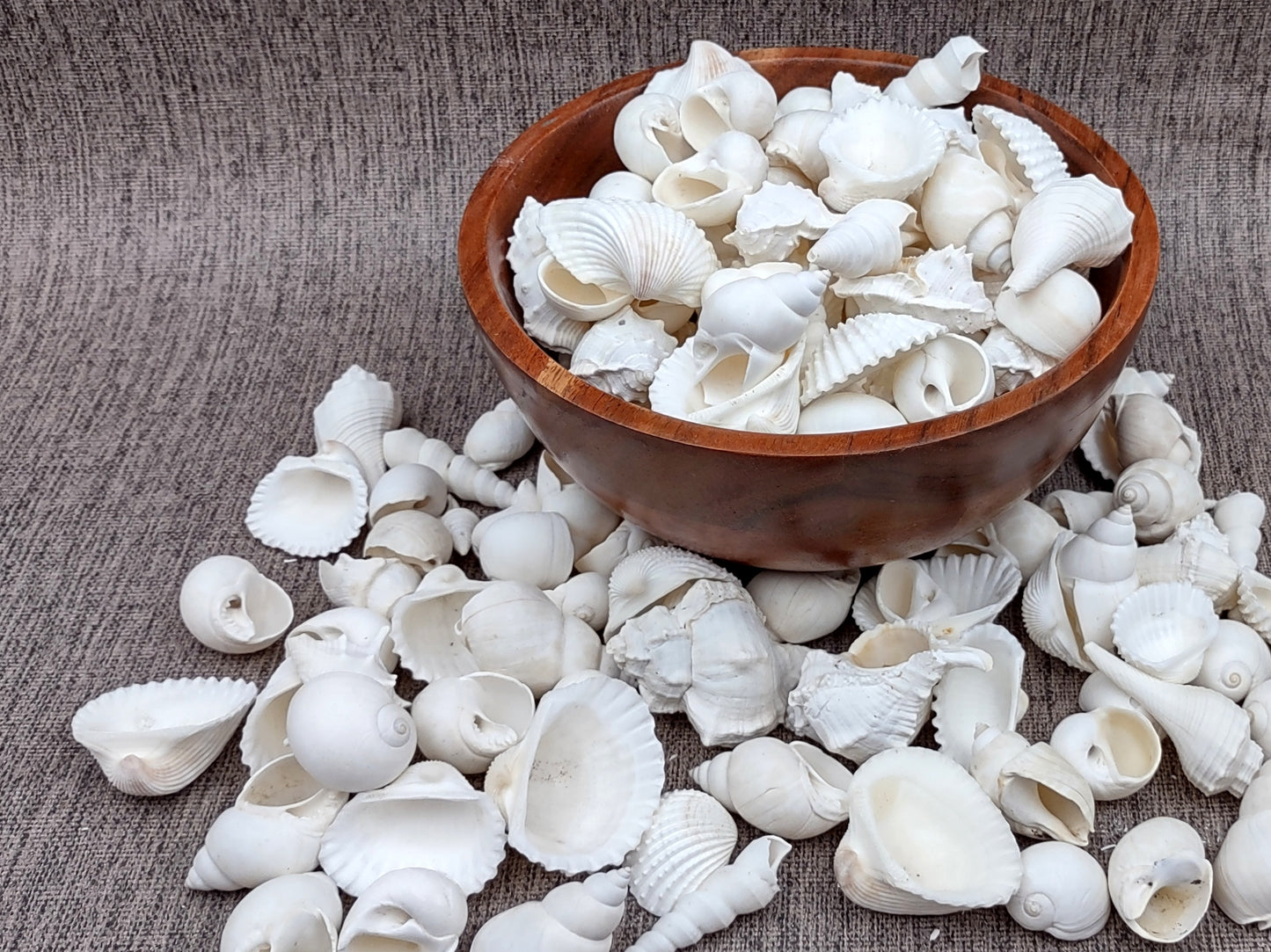 One Kilo (2.2 lbs.) White Seashell Mix
