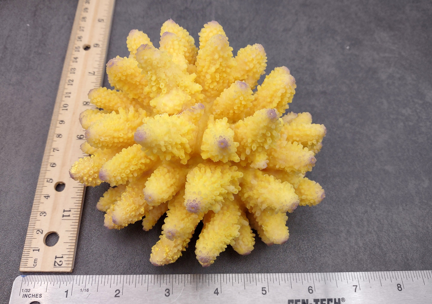 Yellow FAUX Finger Coral - Acropora Humilis - (1 FAUX Coral approx. 5.5Wx3.5Tx5D inches) on grey background. Copyright 2024 SeaShellSupply.com.