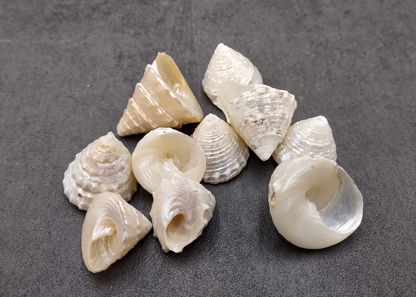 Pearlized Trochus Seashell Trochus Niloticus (10 shells approx. 0.75+ inch) Neat shells for coastal crafting décor & collections!