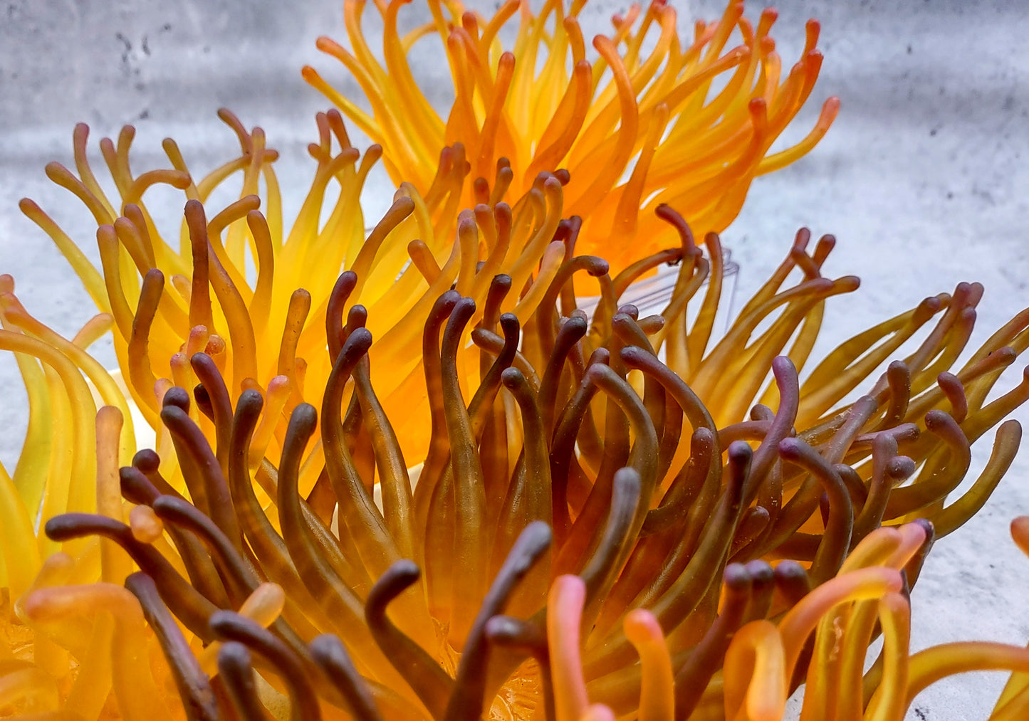 Condylactis Yellow FAUX Anemone - Condylactis Gigantea - (1 Anemone approx. 10x9x8 inches. A orange and yellow hinted stringy shiny fake anemone. Copyright 2024 SeaShellSupply.com.